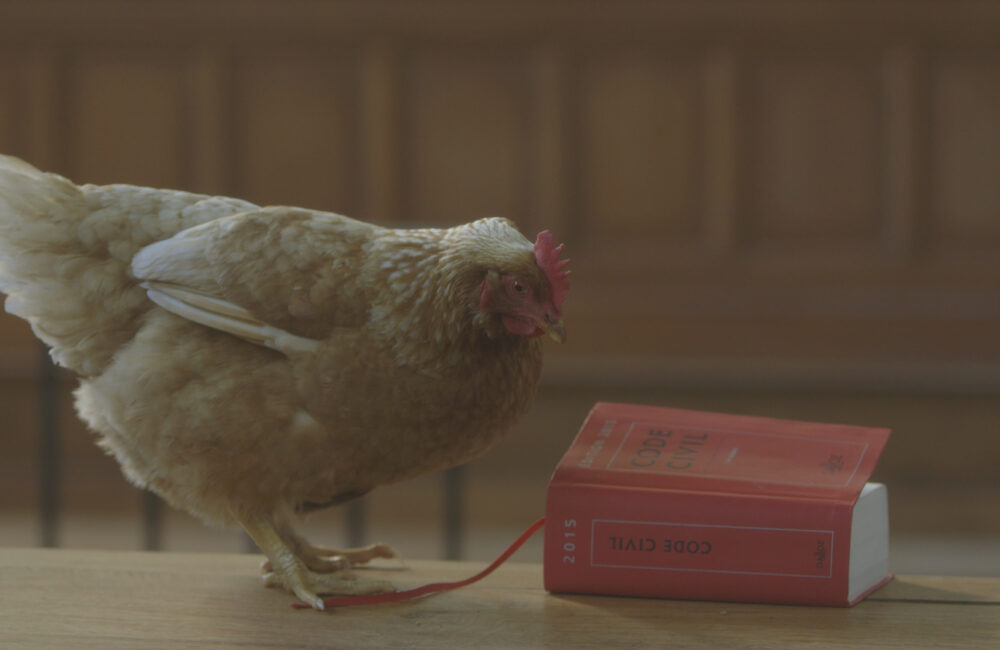droit-animaux-poule-2